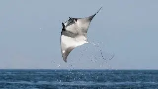 Flying Mobulas short clip