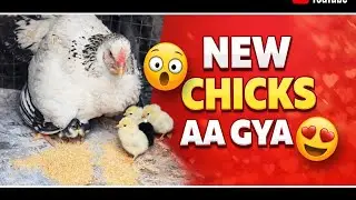 New aseel breeding farm #petlover #birds #breedingpair #minivlog #aseel #murga