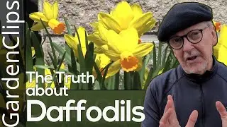 Never Plant Daffodils Until You Know This Trick - Daffodil - Narcissus - Where to plant Daffodils
