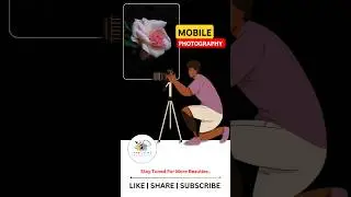 Close-Up Mobile Shot Of Pink Rose | Mobile Photography |  Flower #shorts #photography