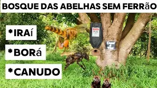 Capturas de abelhas sem ferrão, conferindo as iscas, #deus #abelhas #abelha #abelhasemferrao 