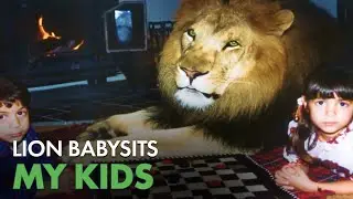 Baby Sloths Living in Family Home as Exotic Pets