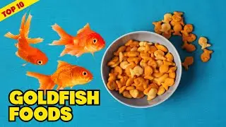 Goldfish Food : Can I Try Once from here?