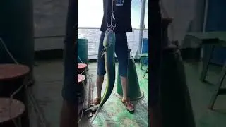 ikan lemedang kena kail 3 mata