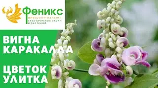 ВИГНА КАРАКАЛЛА - цветок УЛИТКА