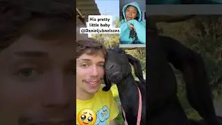 The Human goat... pretty little baby🥹 #love #animals #goat #trending