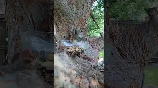 #redsquirrel #squirrelsofinstagram #squirrels  #squirrellife #squirrelwatching #squirrelfriends