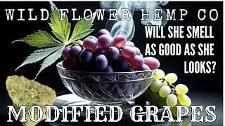 Trying MODIFIED GRAPES Strain from WildFlower Hemp Co THCa Flower Review