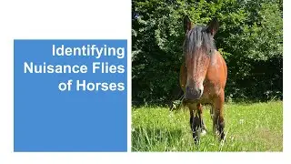 Identifying Nuisance Flies of Horses