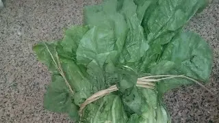 طريقه تخزين ورق الخس في الفريزر