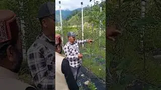 Summer pruning