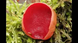 Sarcoscypha austriaca
