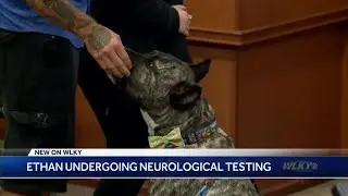 Ethan the dog undergoing neurological testing