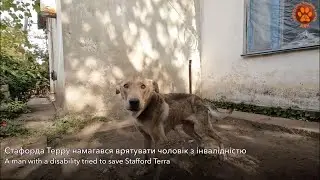ХЕРСОНЩИНА | Війна знищила все, окрім людяності | Евакуація тварин