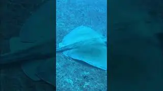 Surprise Stingray at the Bottom! (Up-Close Dive Footage) #scubadiving #stingray #scubalife