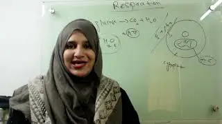 Class 9||Chp#7||Respiration & its types(Aerobic  & anaerobic)
