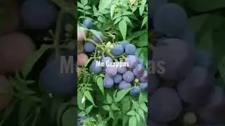 Getting ready to harvest Grapes!  #carpo719 #gardening