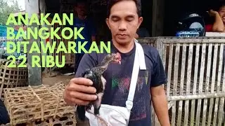 Berburu anakan bangkok dan rambon di pasar hewan Purbalingga