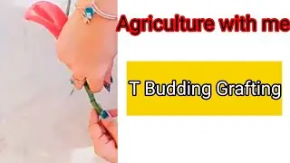T Budding Grafting |Agriculture with me.
