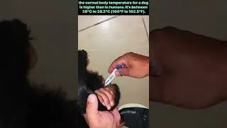 High Fever in Dogs - How to Check Your Puppies Body Temperature with Human Thermometer. Bhola Shola.