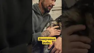 Самые милосердные и добрые ещё  #рыбытаро #натальнаяастрология #winter2024