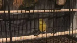 Variegated Canary