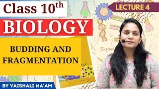 Budding & Fragmentation &ndash; Asexual Reproduction Part 4 | Class 10 Biology Chapter 7 | Bodh Academy
