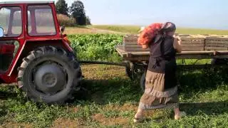 Prigode kmeta Pajota - Koloradski hrošč (odlomki)