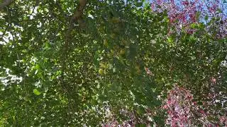 Maidenhair - branches, twigs, leaves & fruit - October 2025
