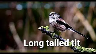 Long tailed tit singing #birds #birdingtours