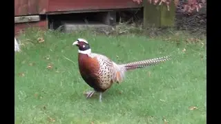 Mr Pheasant Plays Hide and Seek in Chris's Bempton Bridlington Back Garden
