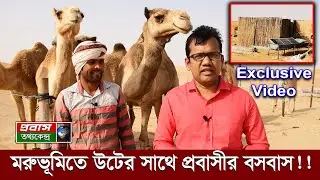 প্রবাসীর কষ্টের জীবন। মরুভুমিতে উটের সাথে বসবাস। Bangladeshi Worker Golap at Abu Dhabi desert in UAE