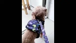 Luxury Pull Bag Dogs Collar And Harnesses With Leash Running Lead Backpack