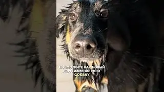 Заказываю корм #PetFoodLab на вб #WW224583