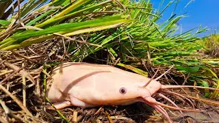 Wow Top Fishing, Best Hand Fishing, catch a lot of fish & pick eggs duck by hand, Fish traps