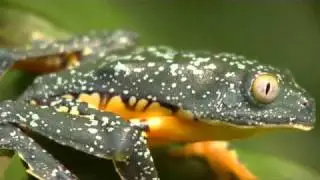 Amazon Leaf Frog, Cruziohyla craspedopus