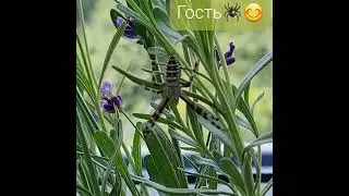 #паук #ткачсудьбы #тотем