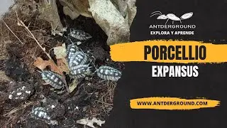 Porcellio expansus!! Un IS&Oacute;PODO GRANDE de aspecto PREHIST&Oacute;RICO para terrarios 🌿🦖