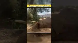 Amazing fact about Elephant  ? #shorts  #viral #elphant