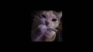 mua dang roi phongkhin remix