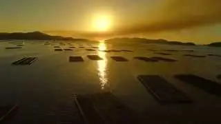 Drone Oyster Raft at Mushiage. 虫明牡蠣筏