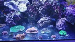 New 220 gal reef tank