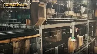 Setting Kandang Falk Parkit Australia yang Ideal #Bagian 2