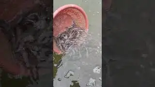 singhi fish culture II singhi fish seed at malda, west bengal (7001720280)