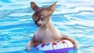 FUNNY CATS swimming - funny fails videos FFV