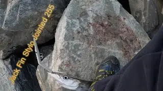 Jack Fin Stylo Jointed 255 Barracuda in the air