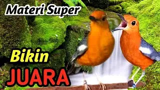 Anis Merah Cepat Ngalas – River Forest Sound | Premium Bird Mastering Audio