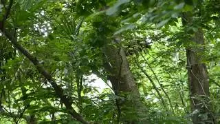 アオゲラのドラミング（木を突く音）