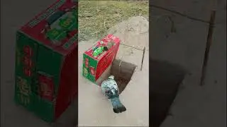 Creative amazing bird trap #shorts #shortsfeed