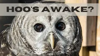 Hoo's Awake? - LIVE Program